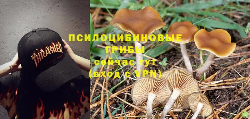 Псилоцибиновые грибы Cubensis  сколько стоит  Лесозаводск 